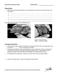 sheep_brain_dissection - IB-Biology