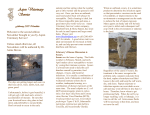 Aspen Veterinary Service February 2009 Newsletter Welcome to the
