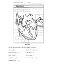 Which Letter corresponds to the following parts in the heart? Aorta