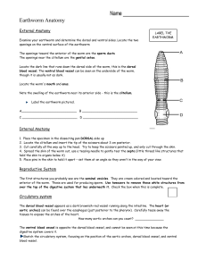 Earthworm Anatomy