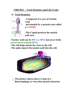 C) Viral Life Cycles - Mr. Lesiuk