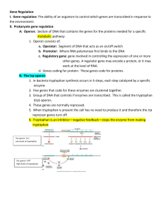 Gene Regulation I. Gene regulation: The ability of an organism to