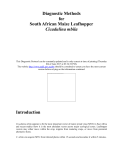 South African Maize Leafhopper - Plant Biosecurity Toolbox