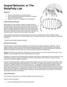 Isopod Behavior - The Biology Corner