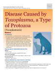 disease_caused_by_toxoplasma
