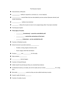 Muscular System Notes