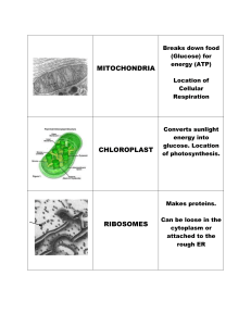 Review Activity - Organelle Concentration