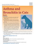 asthma_and_bronchitis_in_cats