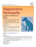 degenerative_myelopathy