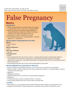 false_pregnancy