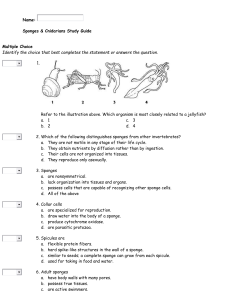 Porifera and Cnidaria Study Guide