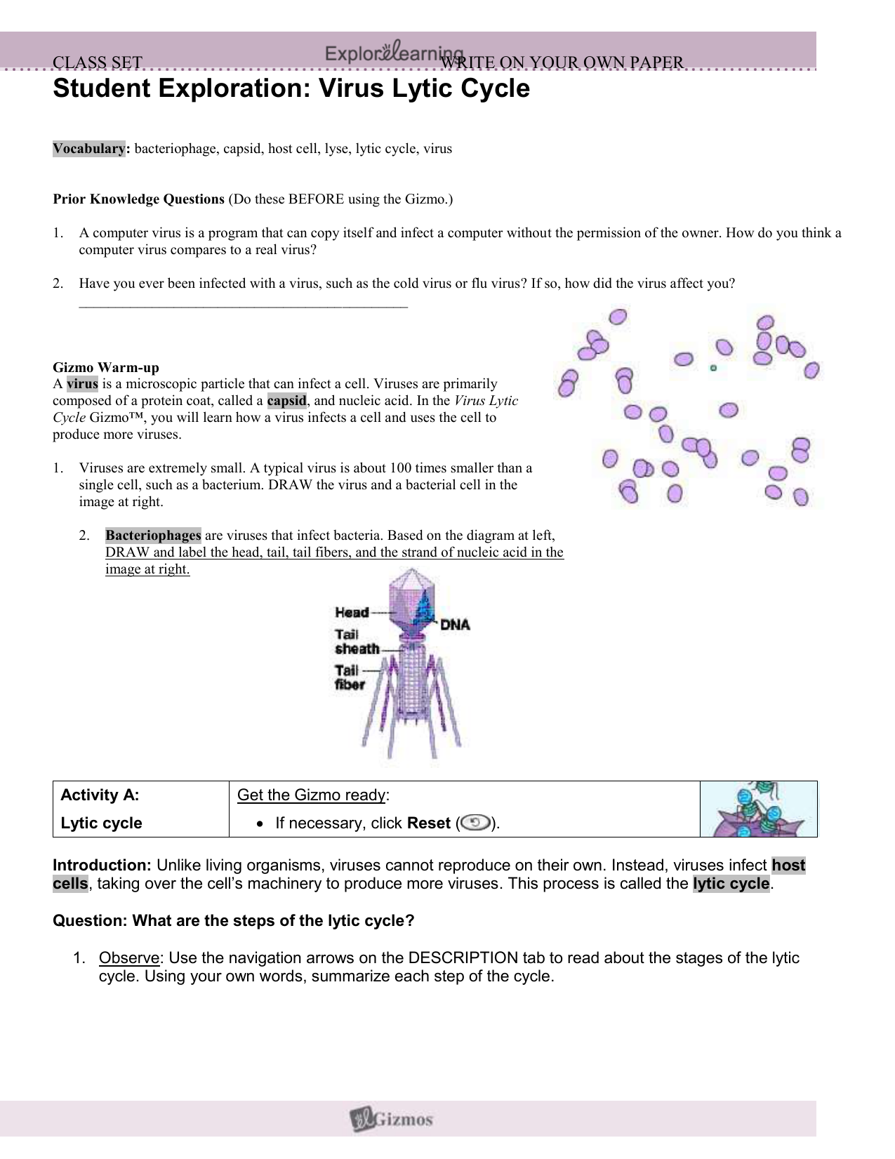 Student Exploration Cell Division Gizmo Answer Key Pdf ...