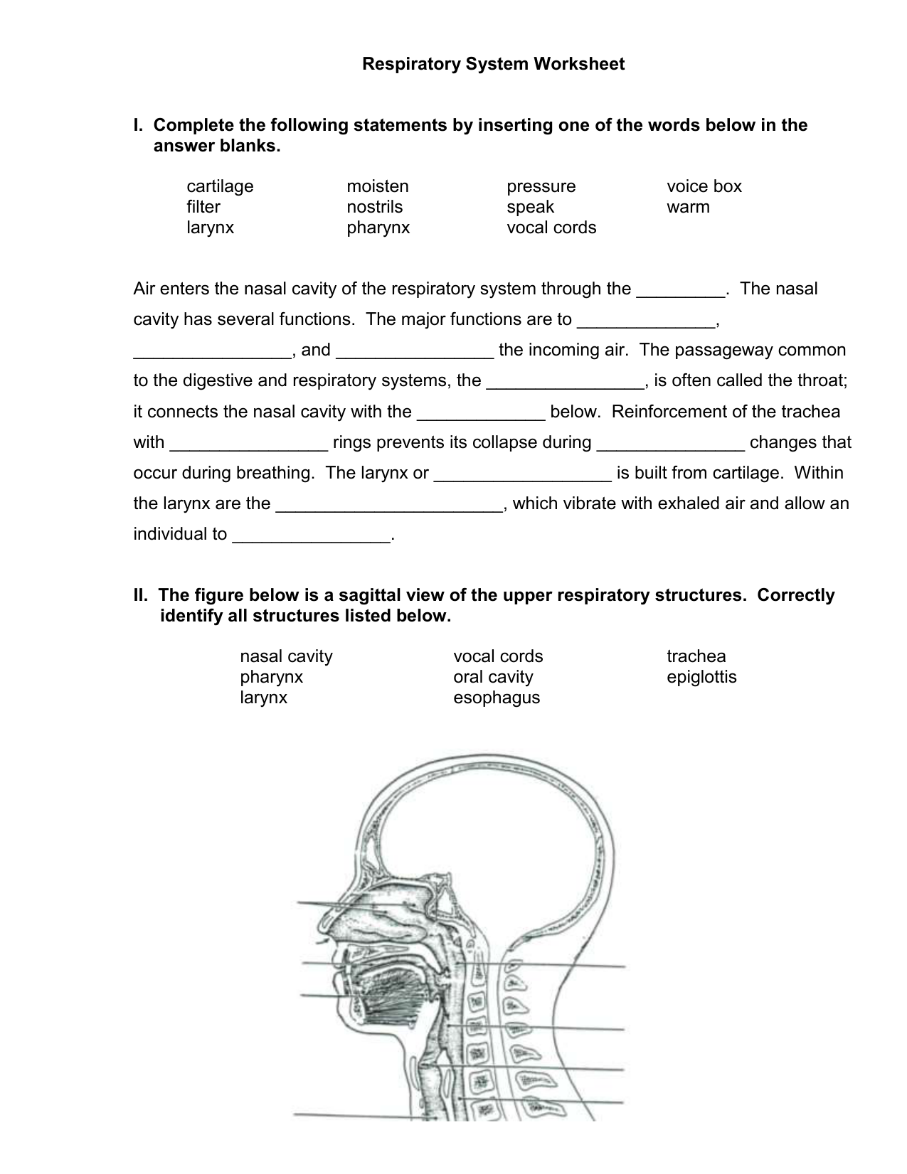 Respiratory System Worksheet Regarding The Respiratory System Worksheet