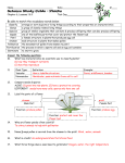 Study Guide: Plants