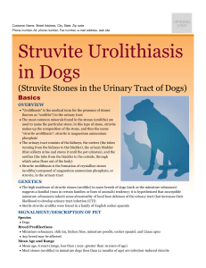 struvite_urolithiasis_in_dogs