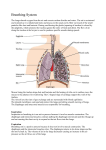Ch 30-31 Breathing System