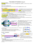 What is Transcription