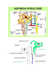 What was learned: -Homeostasis