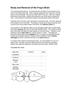 Study and Removal of the Frog`s Brain