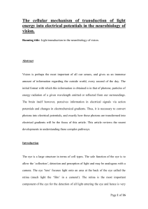 The mechanisms involved in the transduction of light energy into