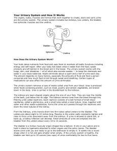 Your Urinary System and How It Works The organs, tubes, muscles