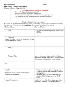 Prenatal Development Vocabulary - Bowdle FACS