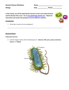 Bacteria MiniQuest