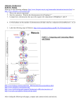 MEIOSIS WEBQUEST PART B: Meiosis Please go to the following