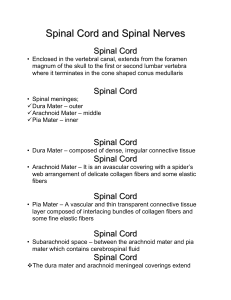 Spinal Nerves and Nerve Plexus