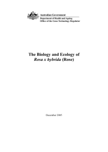 The Biology and Ecology of Rosa x hybrida (Rose)