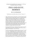 Figs and Olive Berries