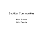 Subtidal Communities
