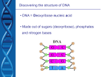DNA strucutre and replication