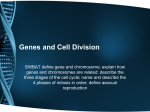 Genes and Cell Division