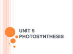 Unit 4 Photosynthesis