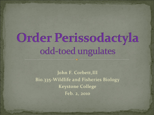 Order Perissodactyla odd-toed ungulates