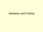 Gestation and Foaling
