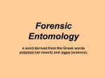 Forensic Entomology - the Redhill Academy