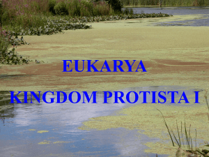 eukarya kingdom protista i