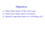 Mitosis