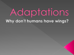 Adaptations - WIKIMONTESORIENTALES