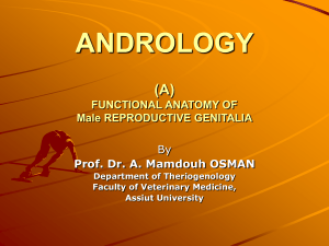 andrology - Assiut University