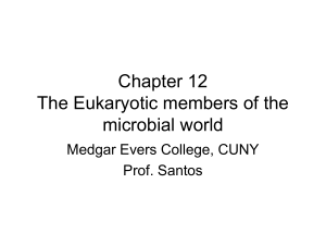 Chapter 12 The Eukaryotic members of the microbial