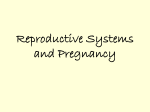 Repro and Preg Power Point