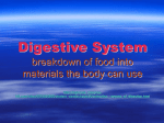 Mechanical and Chemical digestion