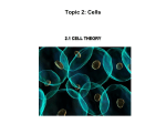 Topic 2: Cells 2.1 Cell Theory 2.1.1 Outline the cell theory 2.1.2