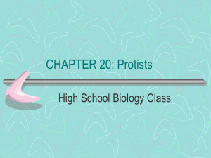 Protists - Dillman Biology