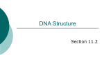 DNA Structure