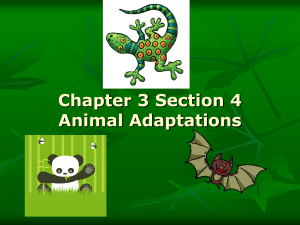 Animal Adaptations