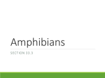 Amphibians